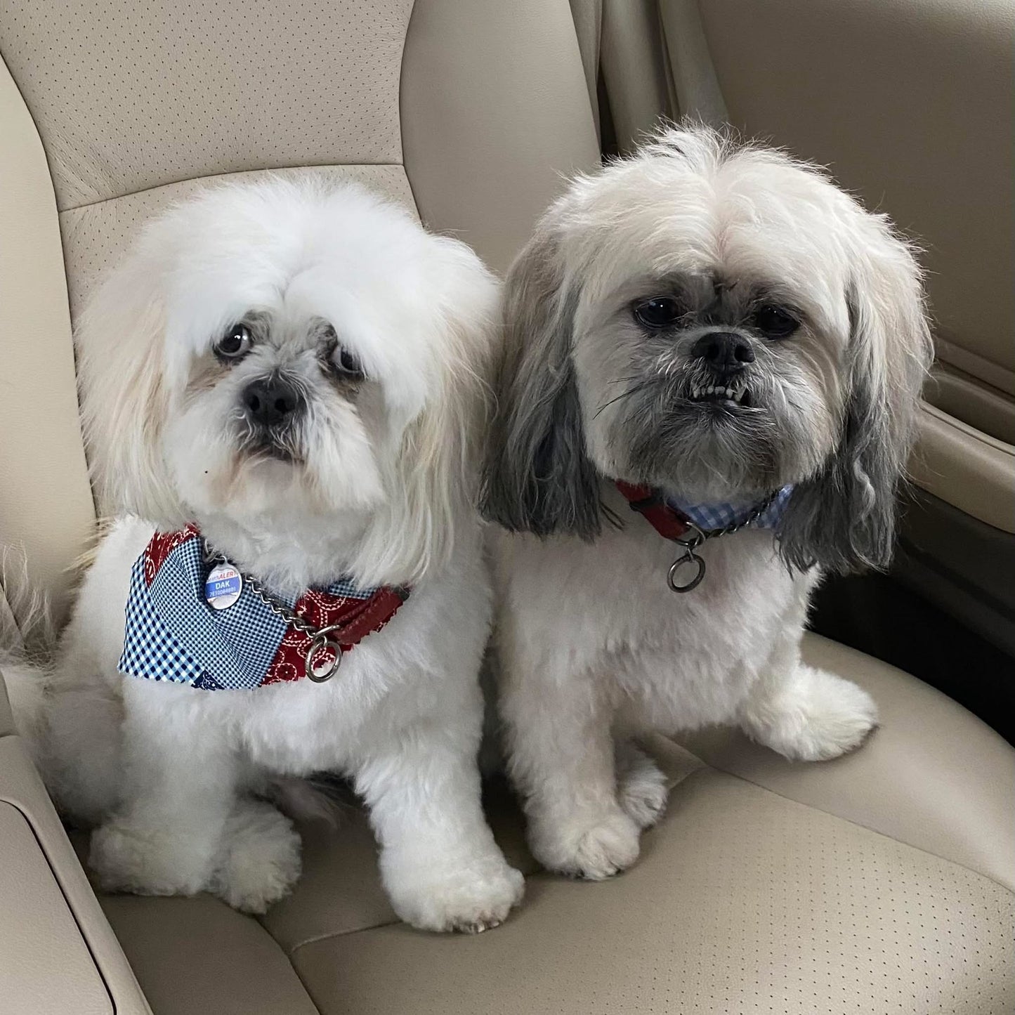 Custom Handcrafted Shih Tzu Pair