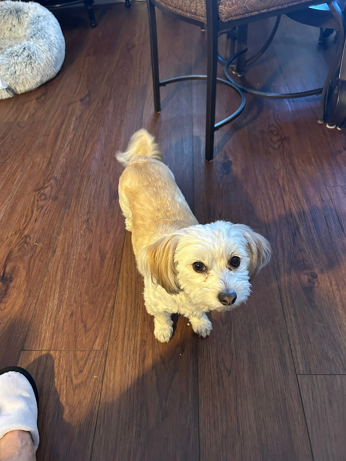 Custom Handcrafted Maltese Mix