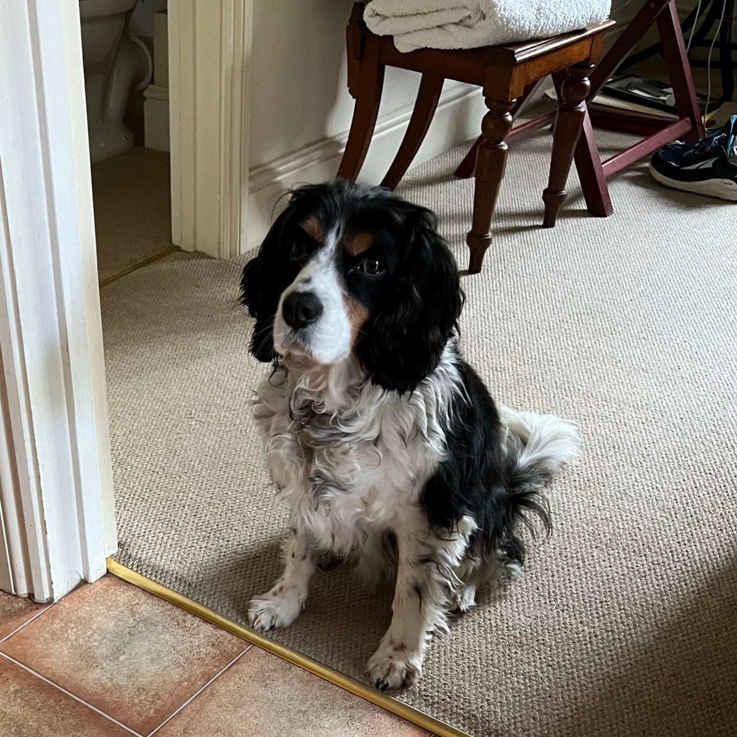 Sold Custom Handcrafted Cavalier Spaniel