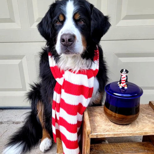 Sold Cozy Bernese Mountain Dog