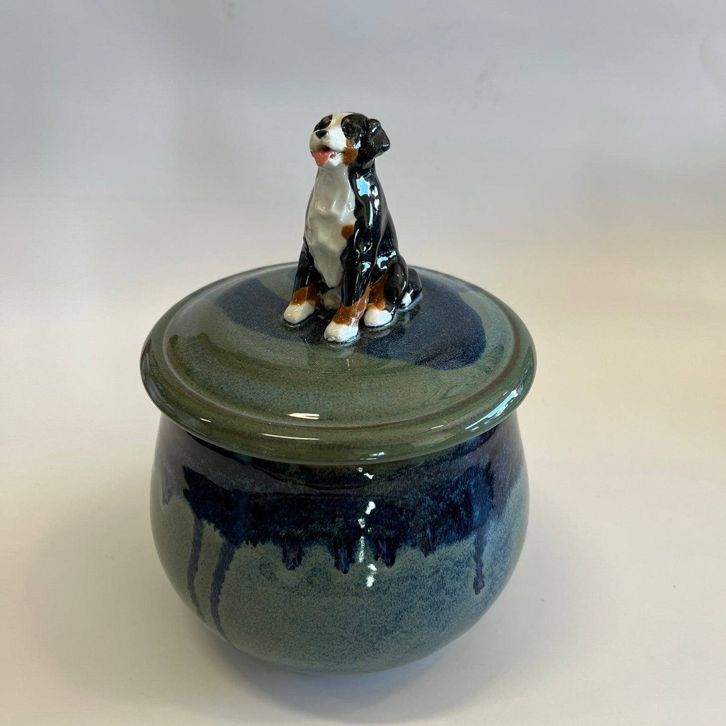 Available Sitting Bernese Mountain Dog on blue