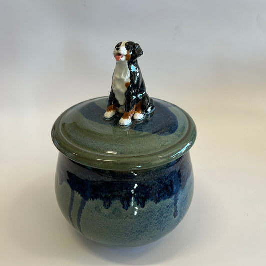 Available Sitting Bernese Mountain Dog on blue