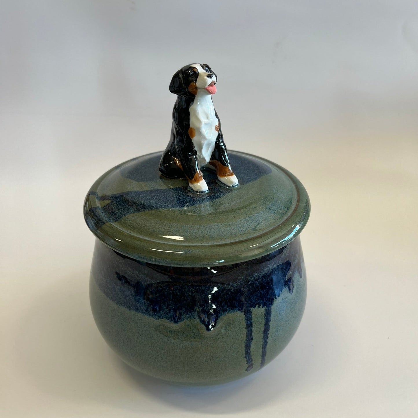 Available Sitting Bernese Mountain Dog on blue