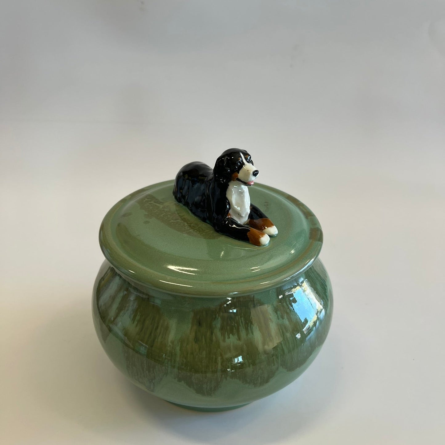 Available Bernese Mountain Dog on green