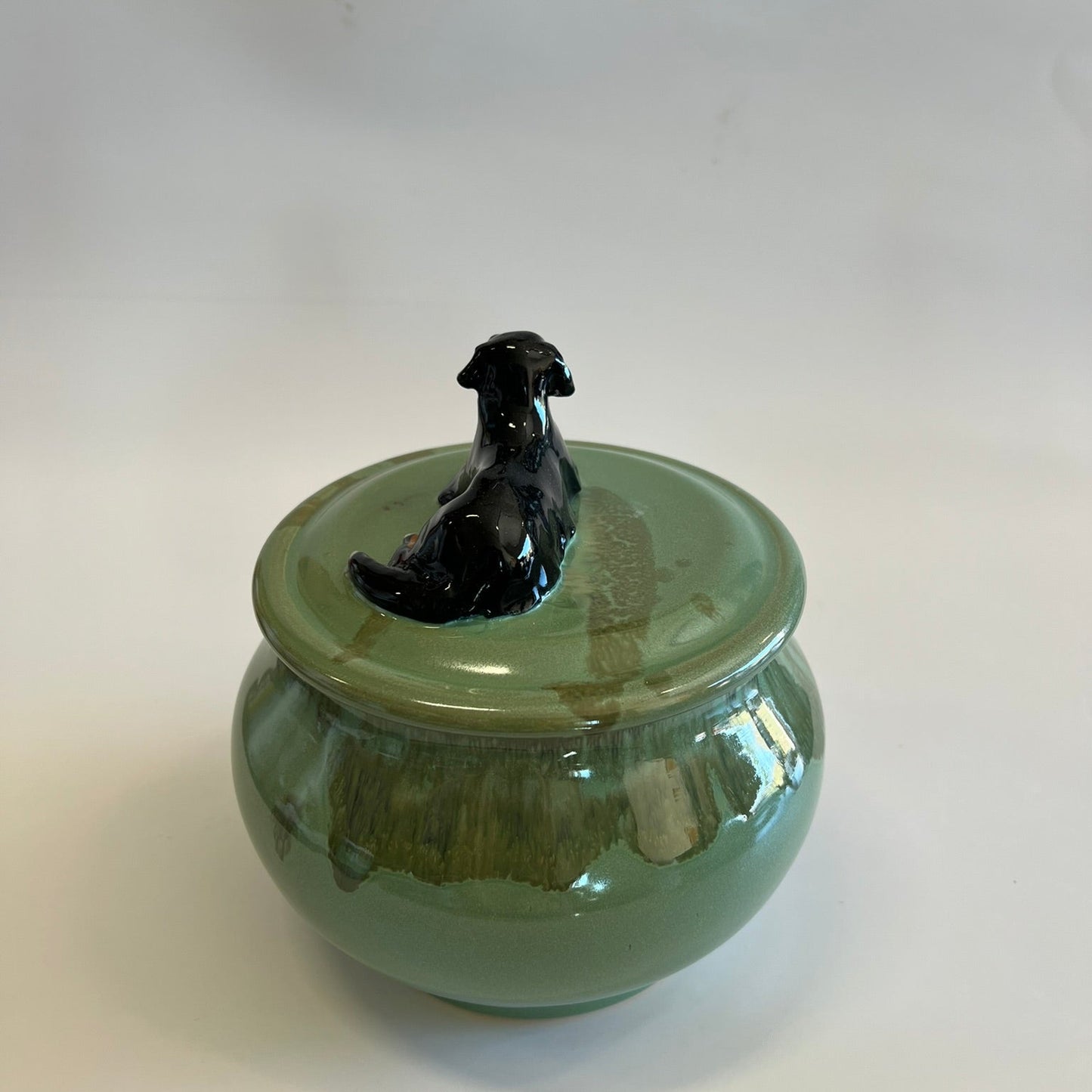 Available Bernese Mountain Dog on green