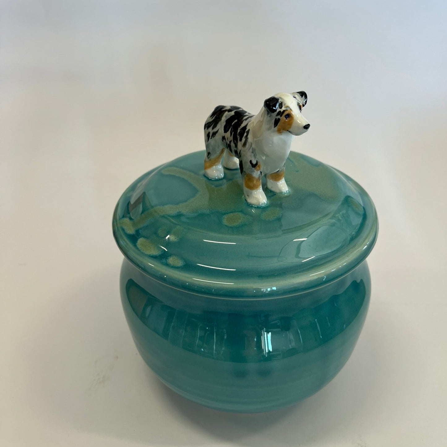 Available Australian Shepard Dog on green
