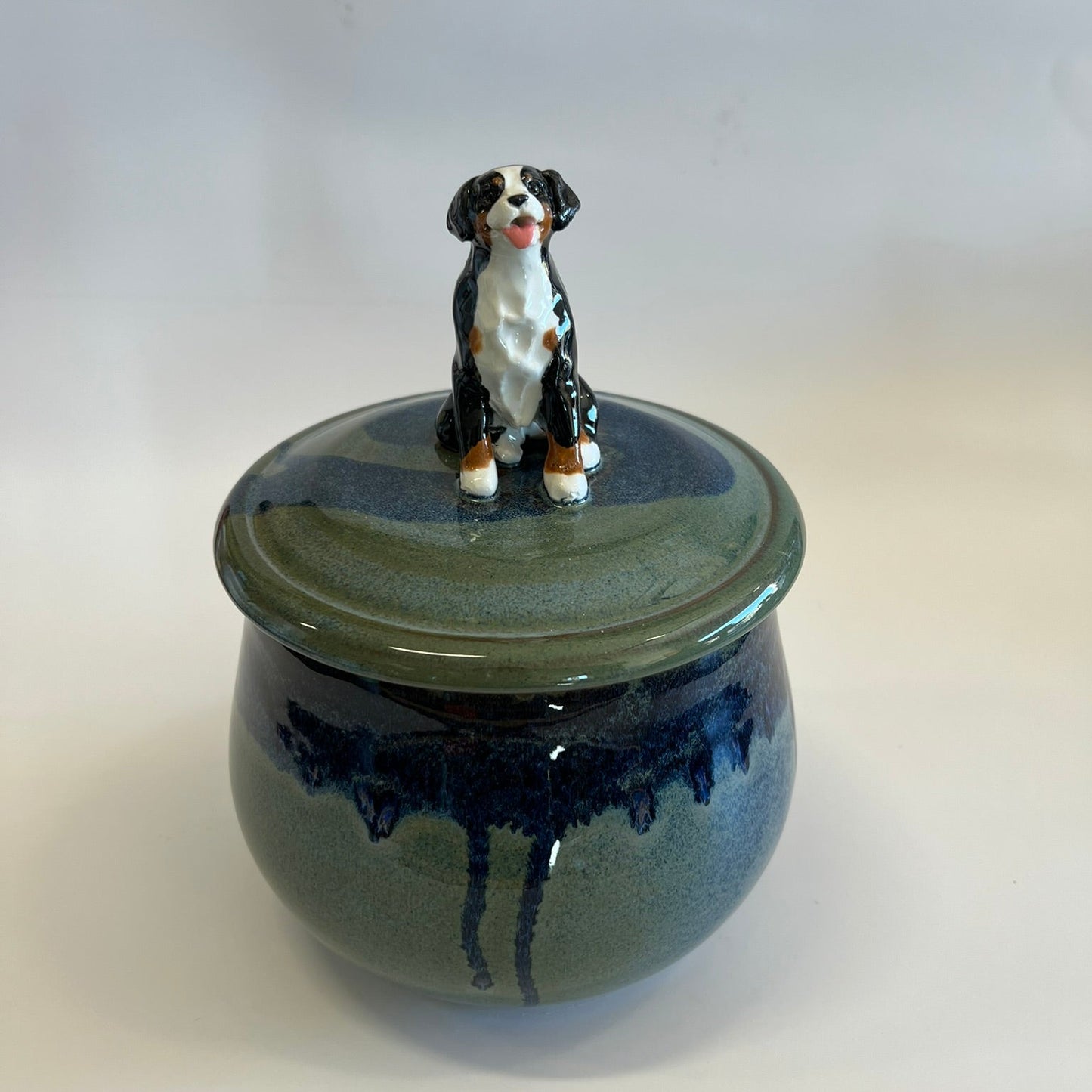 Available Sitting Bernese Mountain Dog on blue