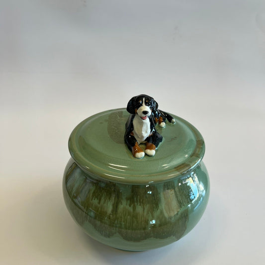 Available Bernese Mountain Dog on green