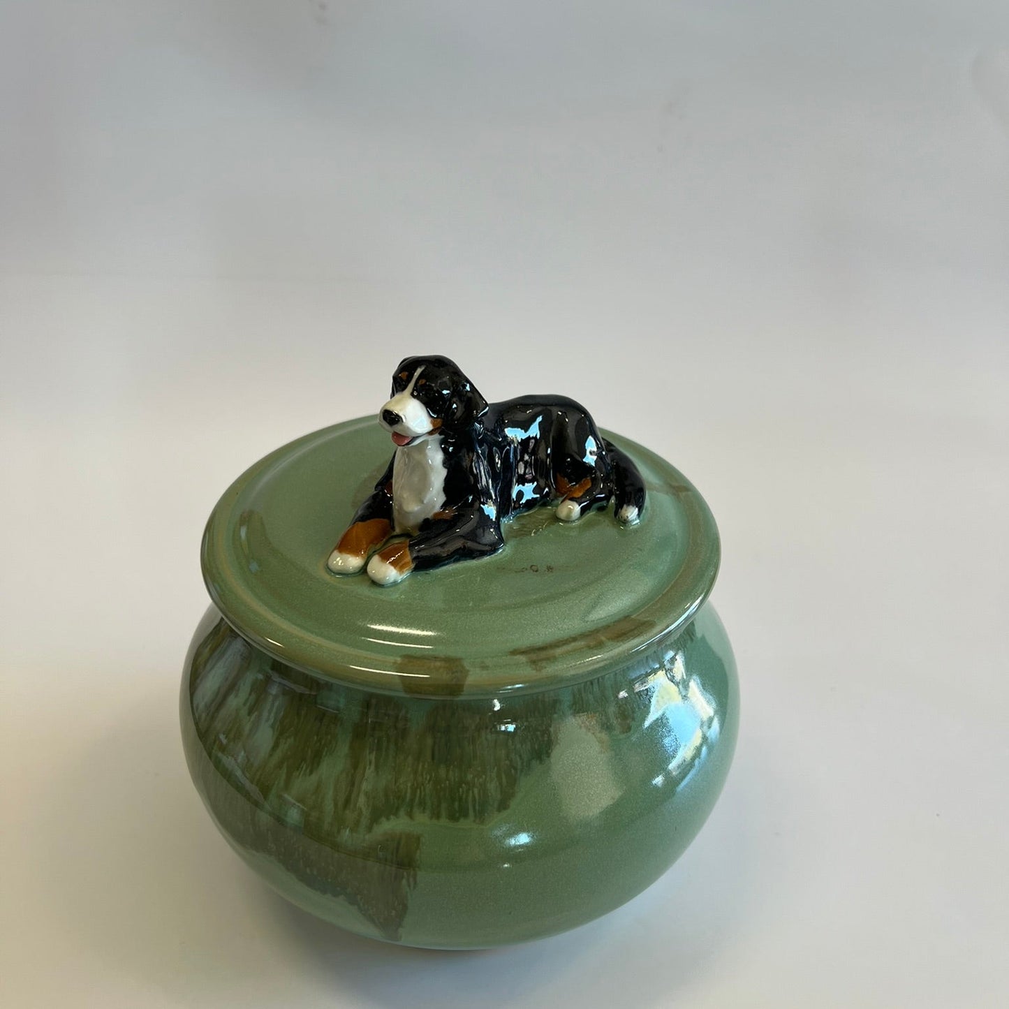 Available Bernese Mountain Dog on green