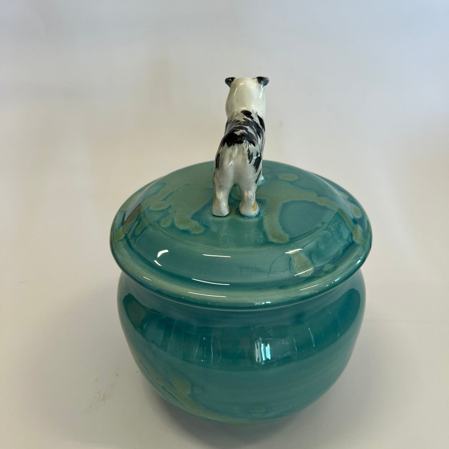Available Australian Shepard Dog on green